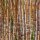 Bagasse / Zuckerrohr